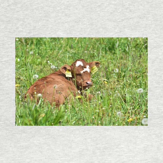Love Cows - Calf by DeVerviers